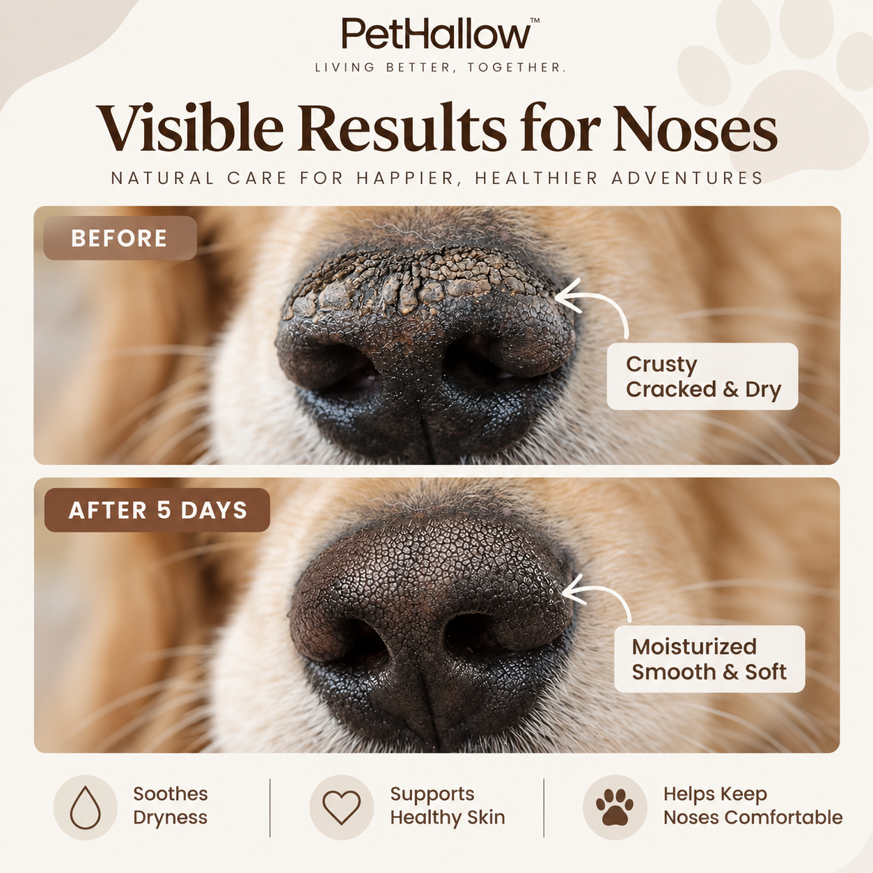 PetHallow balm concept shown for dry dog nose care